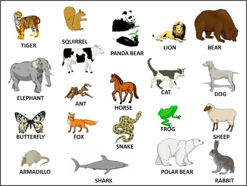 Từ vựng tiếng Anh con vật cho bé - Học tiếng Anh chủ đề động vật. (Ảnh: Sưu tầm Internet)